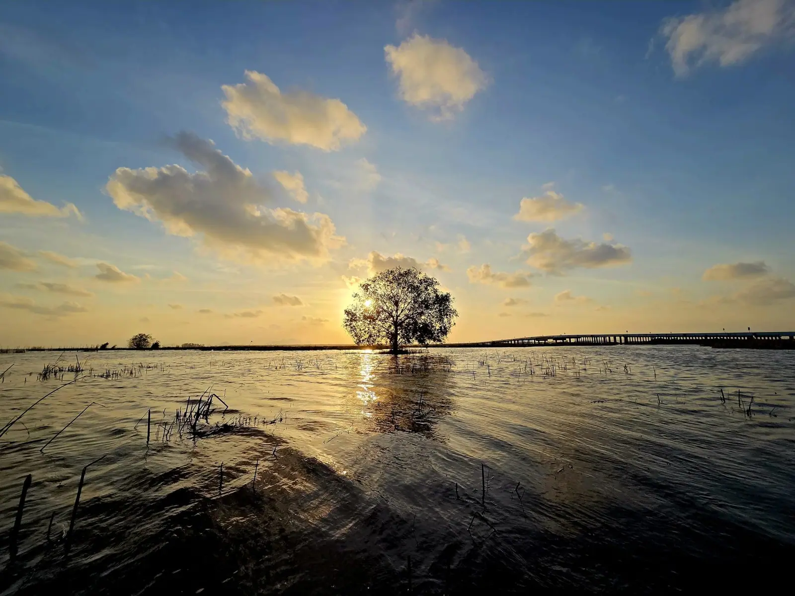 ต้นลำพูกลางน้ำ – ความงามตามช่วงเวลาที่เหมาะสม