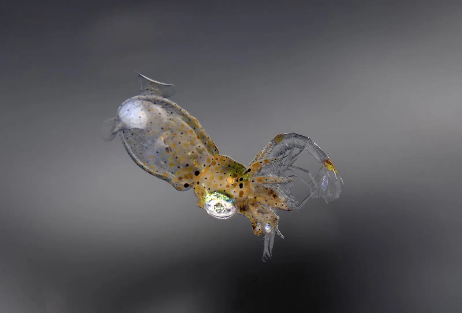 Pygmy Squid นักล่าตัวจิ๋วในแนวน้ำตื้น